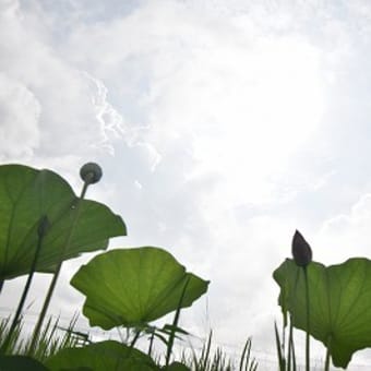 2024・7・16　雨にも負けず