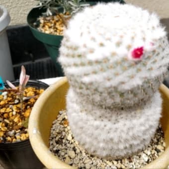 かわいいチューリップとか花壇を耕したりとか