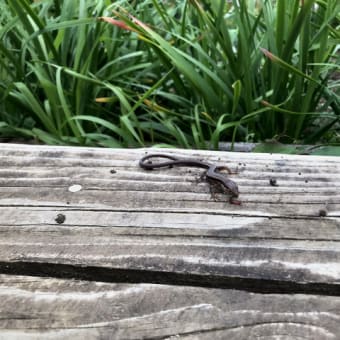 庭のカナヘビへ、ミミズをあげたら食べた。