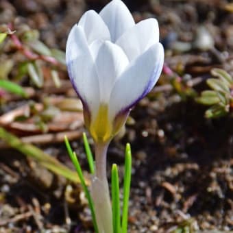 たまにはリアルタイムの記事を。昨日の庭花など。（2020年2月25日）