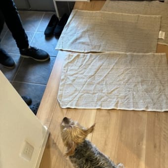 いっくんに愛でられる