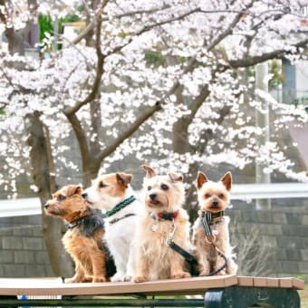 今年のお花見