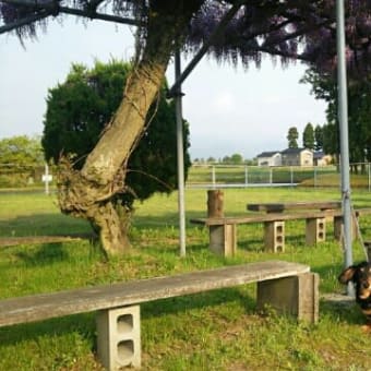今日のお散歩...🐾🎵
