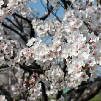 桜満開