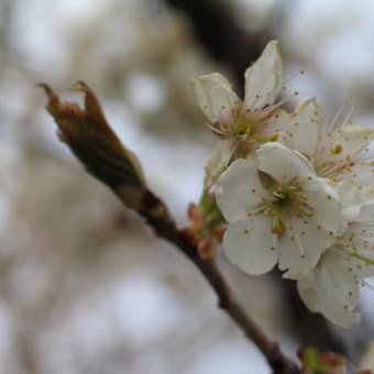 さくらんぼの花びら。