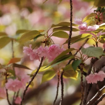 大阪造幣局、桜の通り抜け