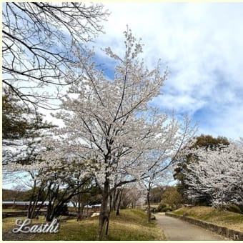 大阪　初さくらと菜の花