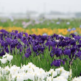 菖蒲