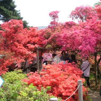 花は私のエネルギー源！