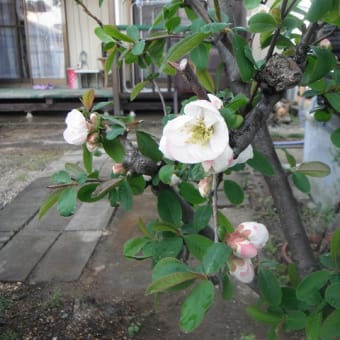 日記（3.30）庭の花・コストコ