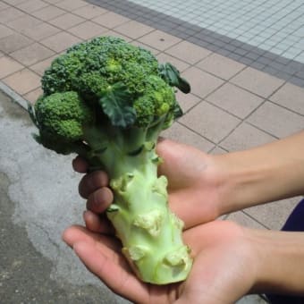 美味しい緑野菜たち！　(*^_^*)