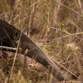 清水謙行が世界を旅するブログー絶滅危惧種