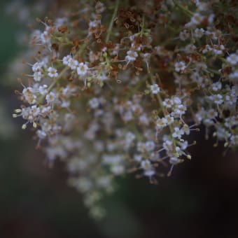 朝の花 オーストラリアの風景写真／Australia landscape photography