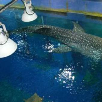 沖縄美ら海水族館　その４