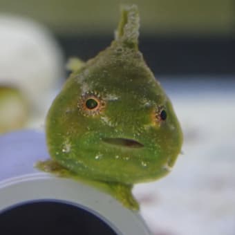 ダンゴウオの飼育を行っています 手抜きのお魚ライフ