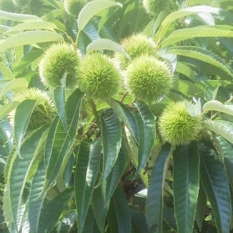 青柿毬栗
