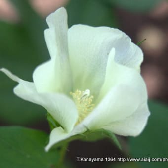 綿の花と実 