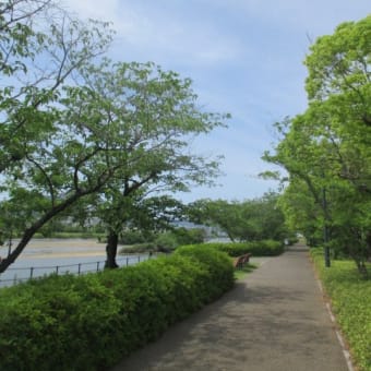 週末のテクテク散歩は太田川北コースで大芝水門へ・・・自然と都市部が近い広島の街です