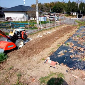 ブロッコリーを処分