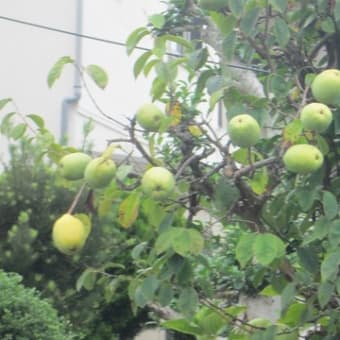 花梨、Lovely Chinese quince !!　