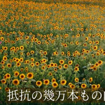 昆虫採集