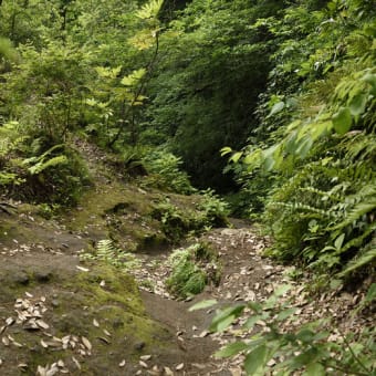 化粧坂の夏草