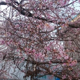 えっ！桜が咲いてる！？～「浪速JIN-chan倶楽部」事も。