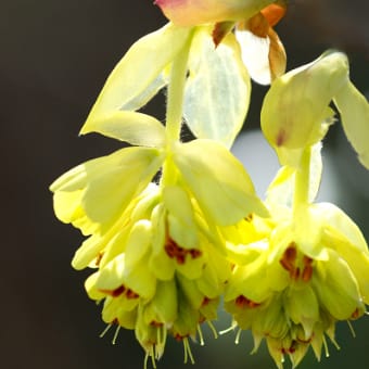 表情豊かなトサミズキの花