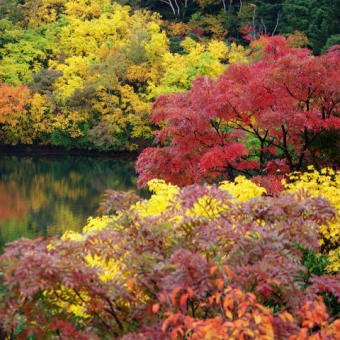 桶沼の紅葉、見ごろ！！