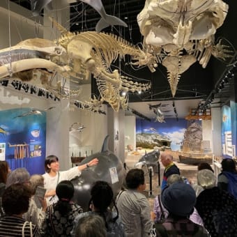 北部視察研修を行う! 海洋文化館及び名護博物館を見学