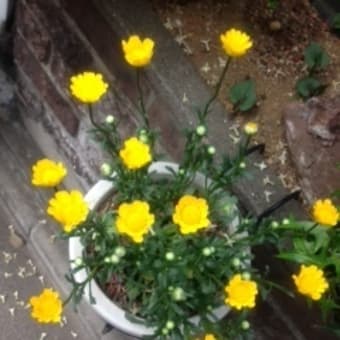 お花