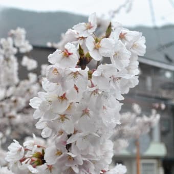 桜。