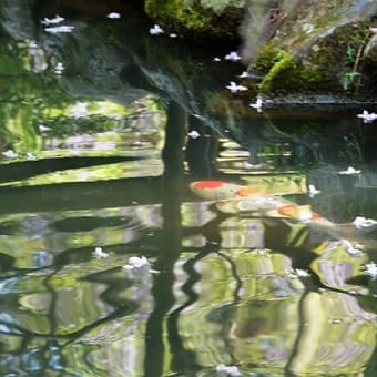 春日大社植物園