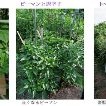 梅雨明けの畑は・・　　－ 2025.7上 －