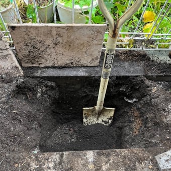 鉢植えバラ　11月の作業