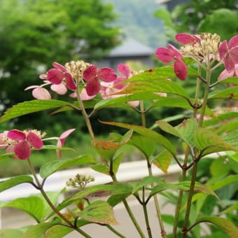 ハートの紫陽花。独り言。