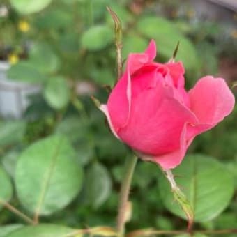 紫陽花が焦げた！