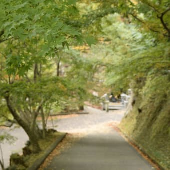 奥久慈大子の紅葉最前線！大子の商店街から。