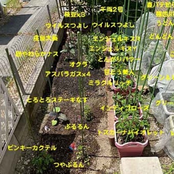 最後に地植えの苗を植え付け！　春夏野菜のセット完了！