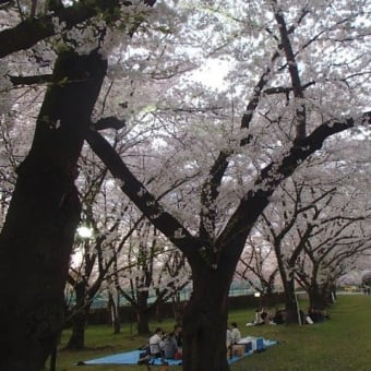 乱世の雄 最上義光と満開の桜・・・霞城公園