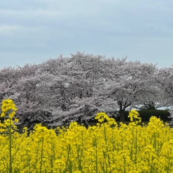 満開の桜‼️