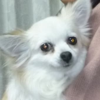 コロナ禍で