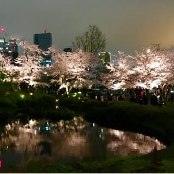 六本木ヒルズ毛利庭園の桜