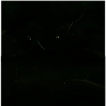 今年のホタル・・・まだ撮れぬ・・・(-"-;)