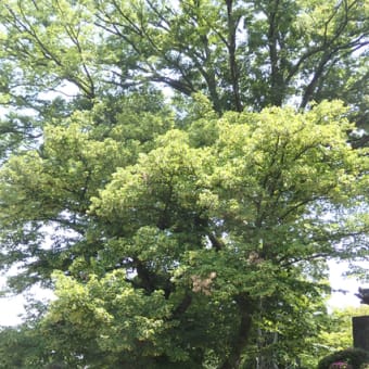 菩提樹の花の下にて写生かな／緑陰照らす昼間の明かり（喜多院）