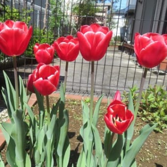 花開く季節　4月前半（自宅）