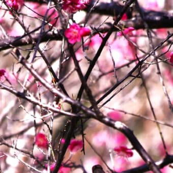 花と2月の野鳥