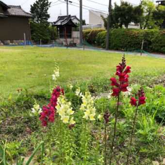 毎年のように〜　5月18日
