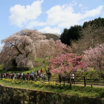 宇陀の又兵衛桜