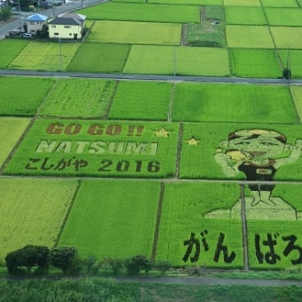 田んぼアート越谷
